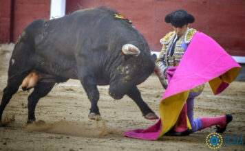 Miel y vinagre en el mano a mano Perera – Ureña Una puñalada en los bajos deja a Perera sin puerta grande