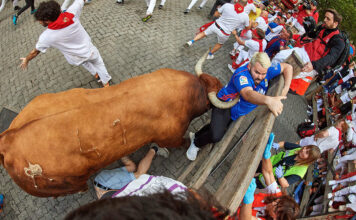 Los toros para los encierros de San Fermín 2020: las ganaderías que vendrán a Pamplona a la Feria del Toro