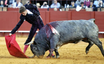 La ciencia deconstruye al toro bravo: estas son las razones por las que embiste