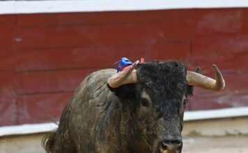 El Toro, Espejo del Criador y el Torero