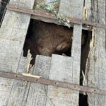 puentepiedraerickcuate (5)