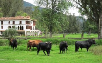 Achury Viejo De Nuevo En Cali Para Medir a los Toreros Colombianos