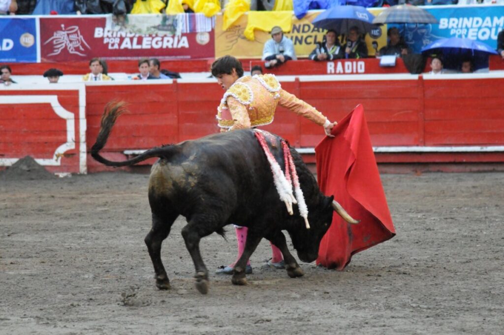 El toro de lidia en Colombia – II | Voy a Los Toros