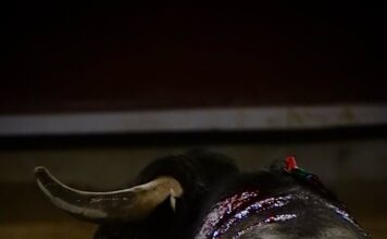 Cali: De Reparto: El Triunfo del Trabajo en Equipo