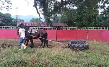Caballos de Pica y Mulos de Arrastre con Personalidad Propia
