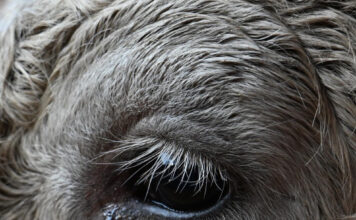 Soñar Con Los Toros