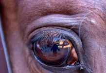 Aumentan las Corridas de Toros y Novilladas