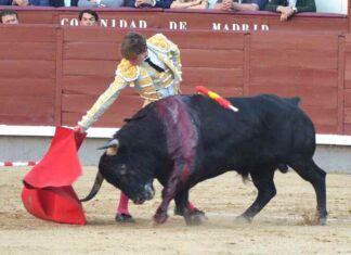San Isidro: Novillada de Actitud y Verdad