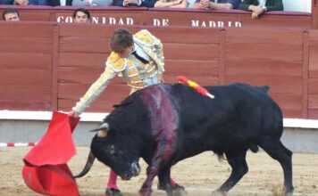 San Isidro: Novillada de Actitud y Verdad