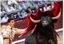 San Isidro: El Toro Que No Se Deja