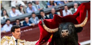 San Isidro: El Toro Que No Se Deja