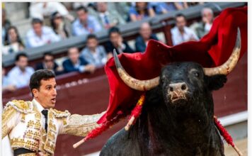 San Isidro: El Toro Que No Se Deja