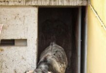 El Rincón Taurino de Ángel Sainos en Apizaco I